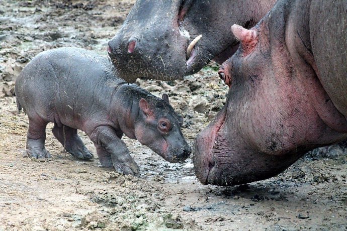 Imagen de la cría de hipopótamo