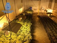 Tres detenidos acusados de cultivar 355 plantas de marihuana en una casa ocupada de Almería