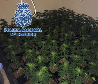 Catorce detenidos, dos de ellos menores, en una operación contra el cultivo de marihuana en Marbella
