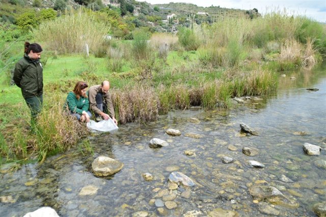Suelta de anguilas procedentes de un decomiso en el río Guadalfeo