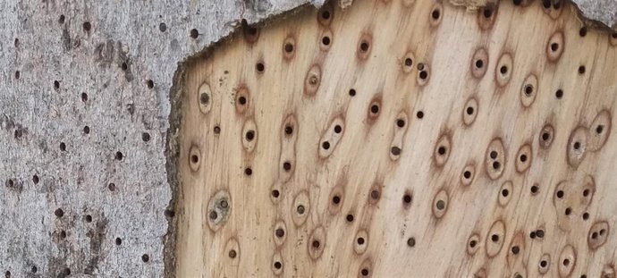 Agujeros en la madera causados por especies invasoras en algarrobos