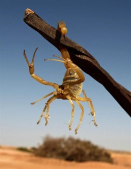 Un escorpión en el desierto