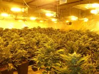 Catorce detenidos por cultivo y elaboración de droga en Alhaurín el Grande (Málaga)