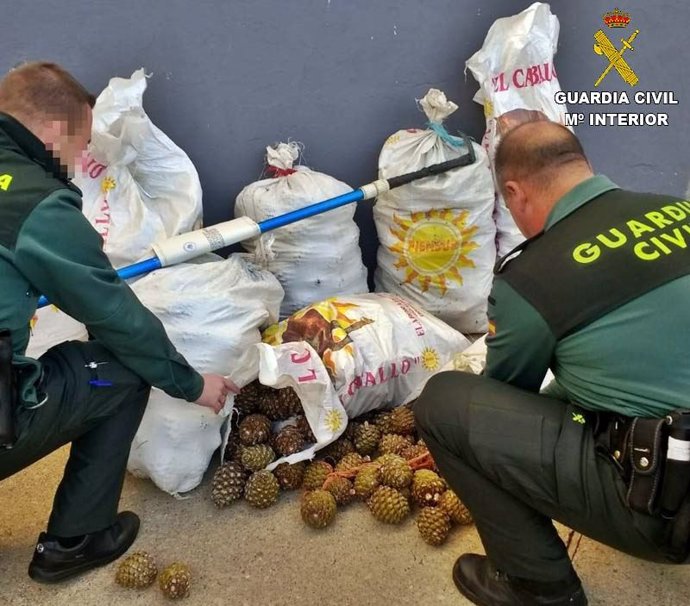 El Seprona interviene 500 kilos de piña en Cortegana y detiene a cuatro personas