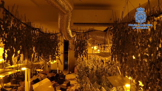 Laboratorio clandestino de marihuana