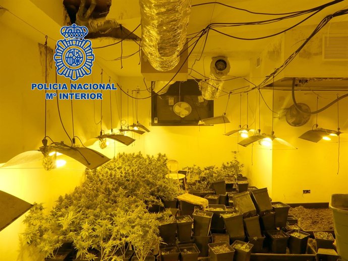 El cultiu de marihuana en una de les cases ocupades