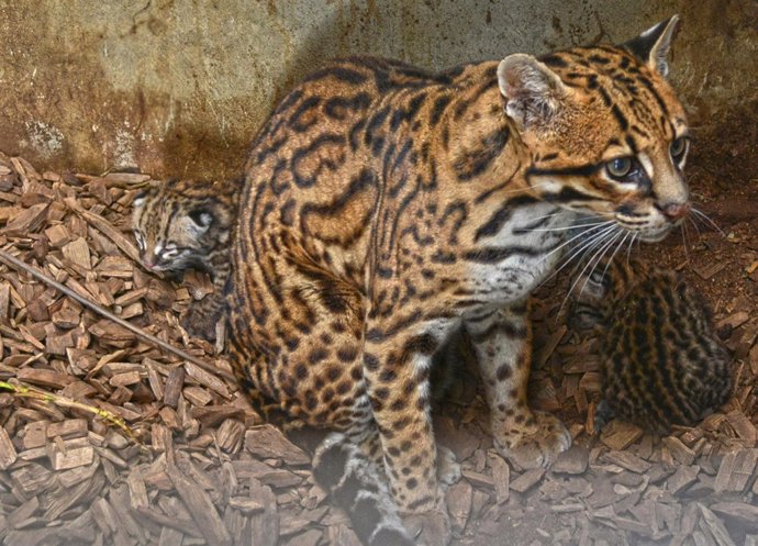 Ocelotes en Terra Natura