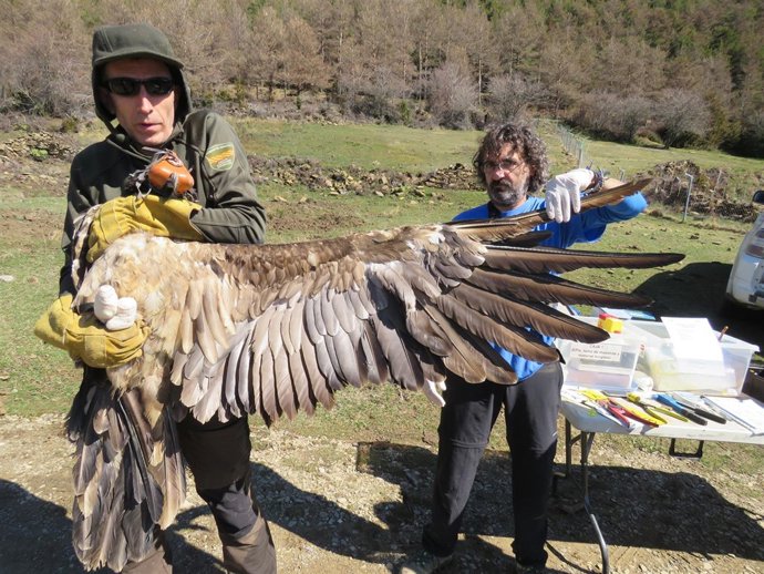 Captura de ejemplares de quebrantahuesos en el Pirineo