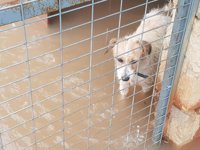 Una protectora pide ayuda para acoger a los animales tras la inundación del refugio de Benimàmet