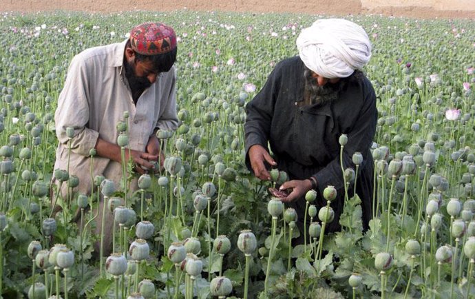 Cultivo de la droga de opio en Afganistán 