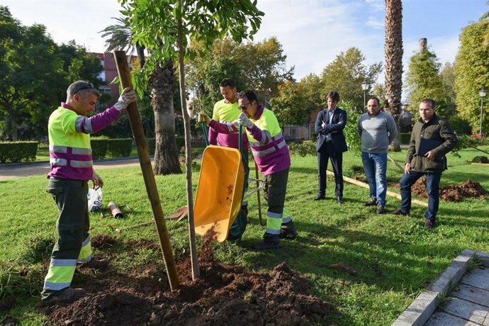 Plantación de árboles en Sevilla