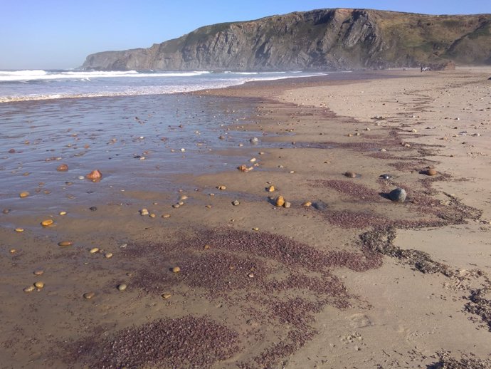 Playa de Xagó llena de pequeños crustáceos