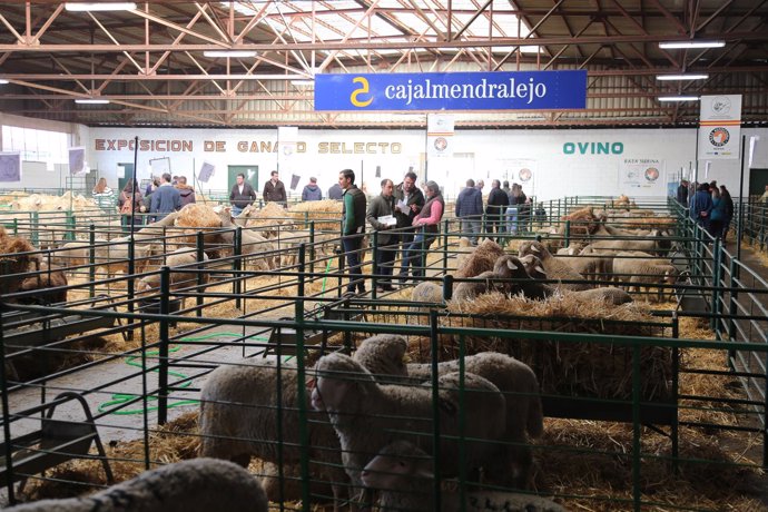 Ganado ovino en la Feria Agroganadera de Trujillo