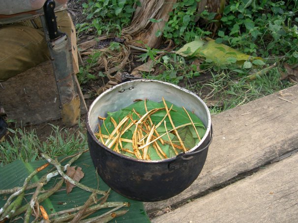 Preparación de la ayahuasca.