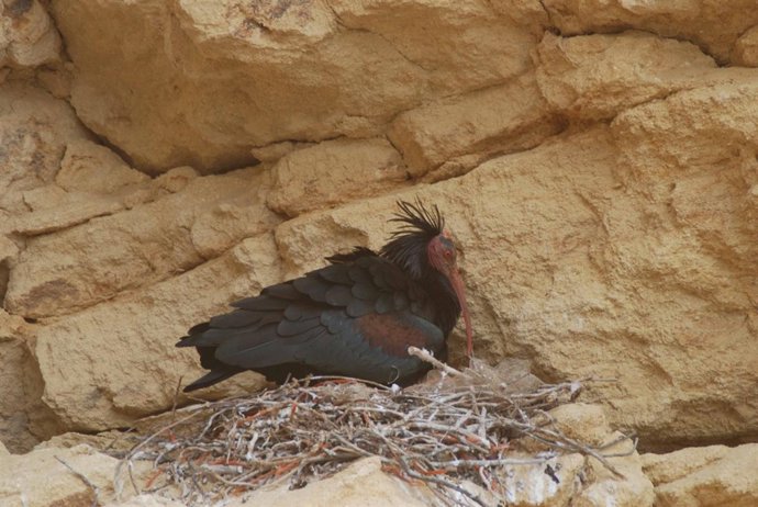 Ibis Eremita en Cádiz