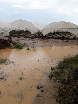 Plantación de fresa dañada por las lluvias registradas en Huelva.