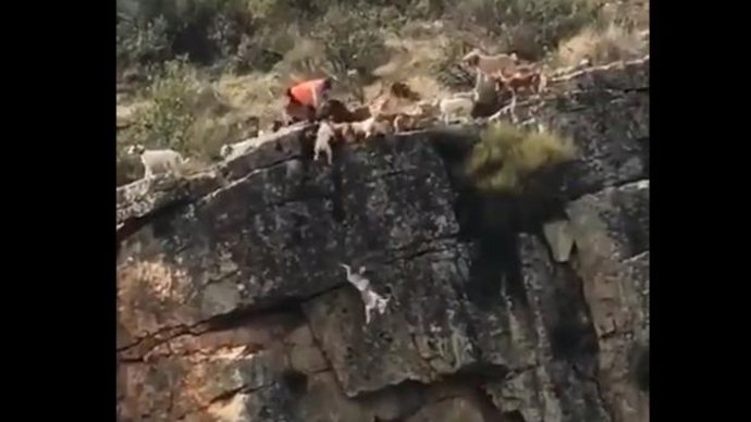 Captura del video de perros de caza despeñándose