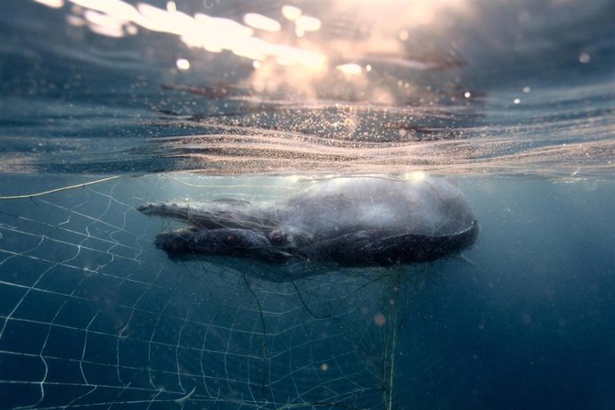 Cría de yubarta o ballena jorobada atrapada en Australia