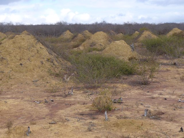 Campo de termiteros en Brasil
