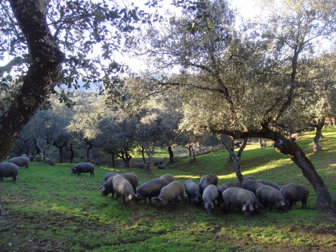 Los ganaderos de porcino de Los Pedroches tendrán asistencia en la nueva OCA