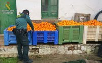 Siete detenidos acusados del robo 2.700 kilos de naranjas de una finca de Gibraleón (Huelva)