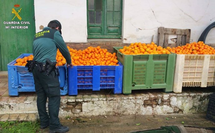 Unos 2.700 kilos de naranjas recuperadas tras ser robadas.