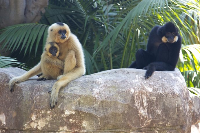 Gibones en Bioparc Fungirola