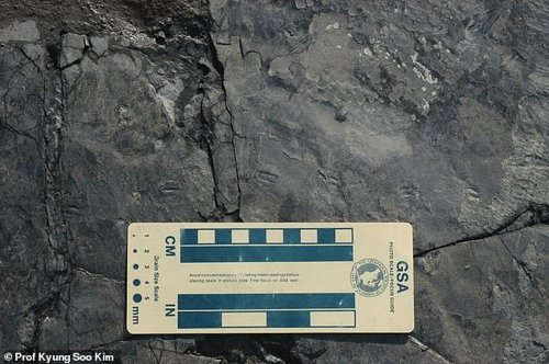 Las huellas de dinosaurio más pequeñas del mundo