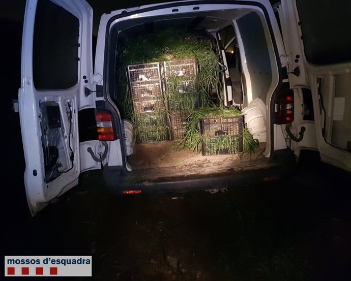 Denunciats per robar 50 caixes de calçots en cultius del Baix Llobregat