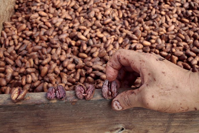 Plantación de café en Nicaragua
