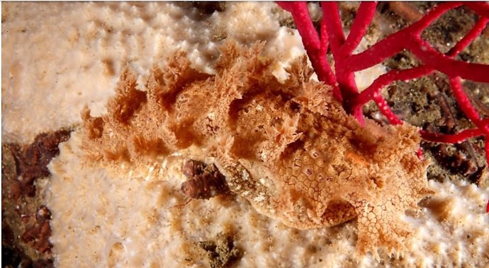 Nueva especie de babosa marina descubierta en la ría de Arousapon