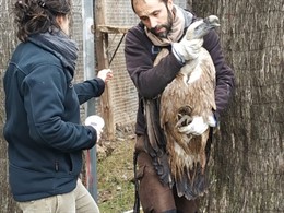 Uno de los buitres recuperados en el Centro de Fauna de Vallcalent de Lleida
