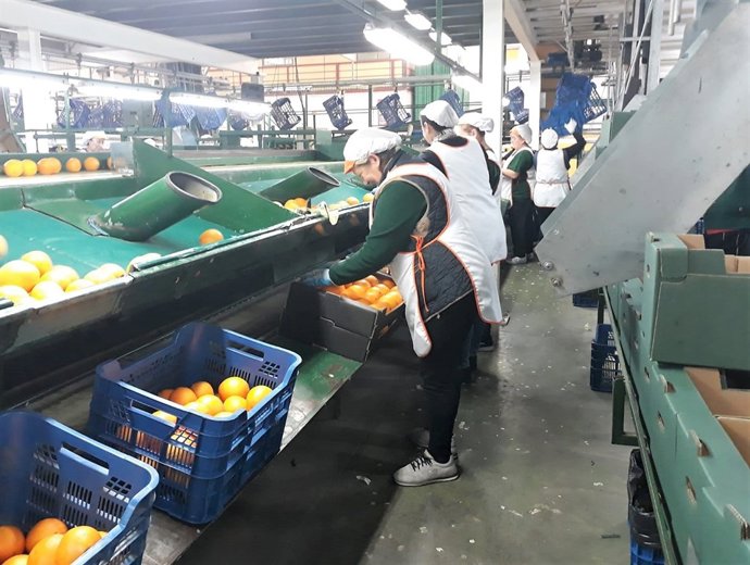 Manipuladoras de una cooperativa hortofrutícola de Almería