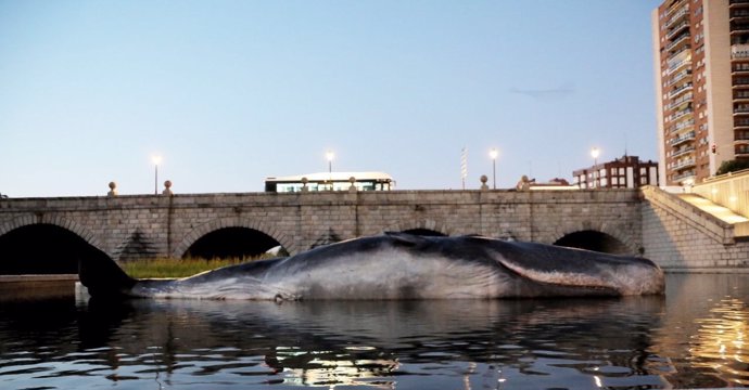 Ballena varada en el Manzanares Whale