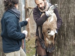 Un dels voltors recuperats al Centre de Fauna de Vallcalent de Lleida