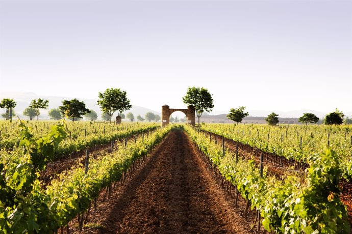 Viñedos de Barón de Ley 