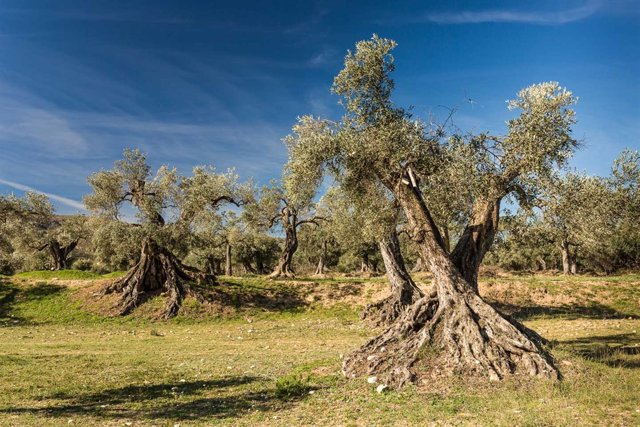 Foto de Olivo Senda en Oliete, Teruel