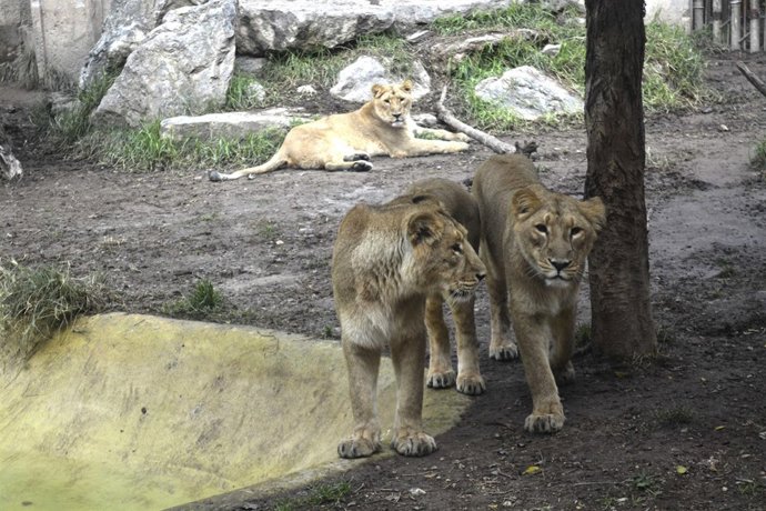 Las tres leonas asiáticas