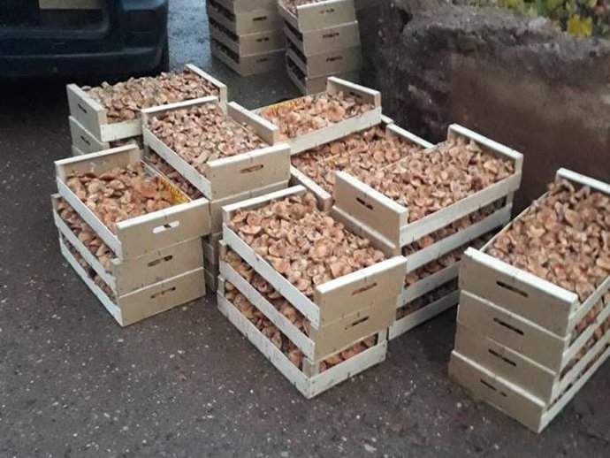 Parte de los níscalos intervenidos