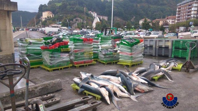 Desembarco de tiburones pescados