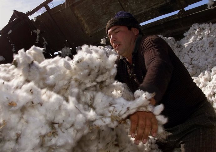 Recogida de algodón en Uzbekistán