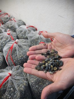 Ejemplares de almeja para las siembras