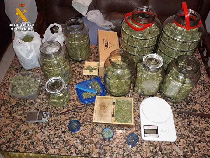 Cogollos de marihuana intervenidos por la Guardia Civil