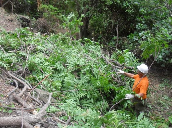 Erradicación del árbol