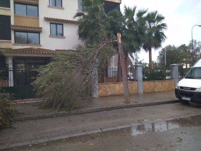 El temporal de viento provoca la caída de árboles en Palma