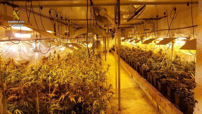Plantas de marihuana intervenidas en Marchena
