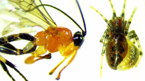 Avispa Zatypota (izquierda) y larva adherida a araña