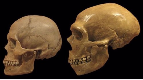 Comparación de cráneos de humano moderno y neandertal