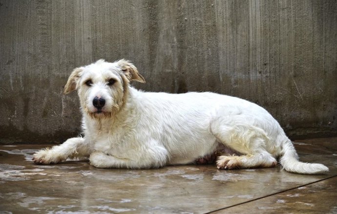 Desfile solidario de Bioparc