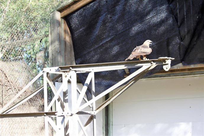 Nuevo dispositivo para evitar la electrocución de aves